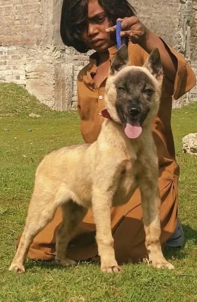 blinas bigyari mail  3 mahnt for sale active and healthy