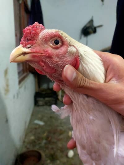 Pure Mianwali heera pair