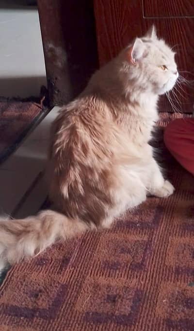 Extreme punch face very high quality female cat