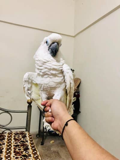 Cockatoo Triton
