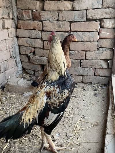 Old blood line aseel