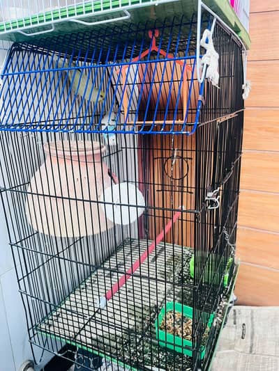 Bird Cage for Sale – Strong & Clean Condition