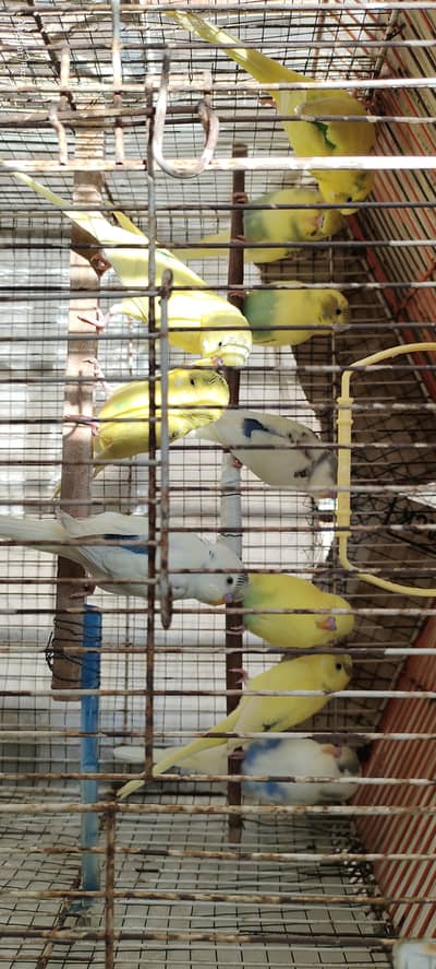 Australian Parrots Pair/Budgie Pair