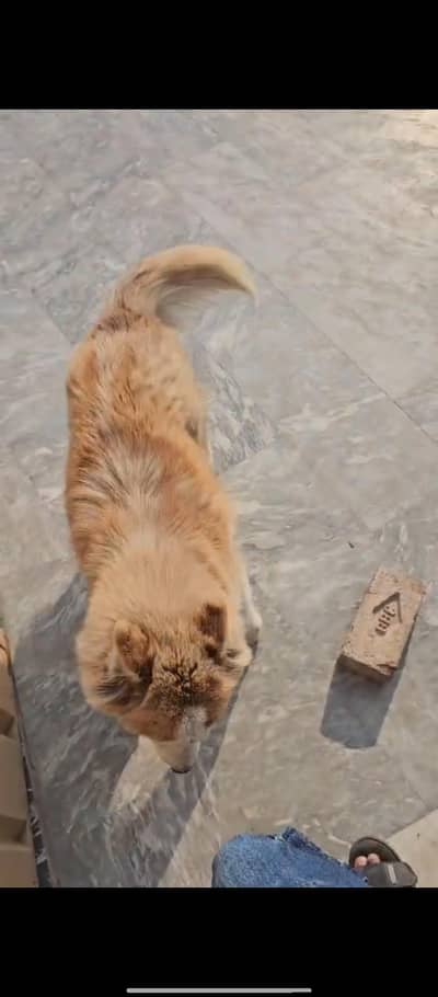 Siberian Husky Female For Sale Urgent