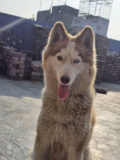 Siberian Husky Female For Sale Urgent