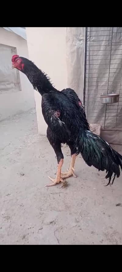 pure black o shamo male