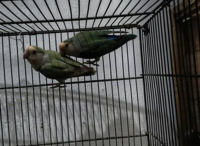 love bird rosecollise