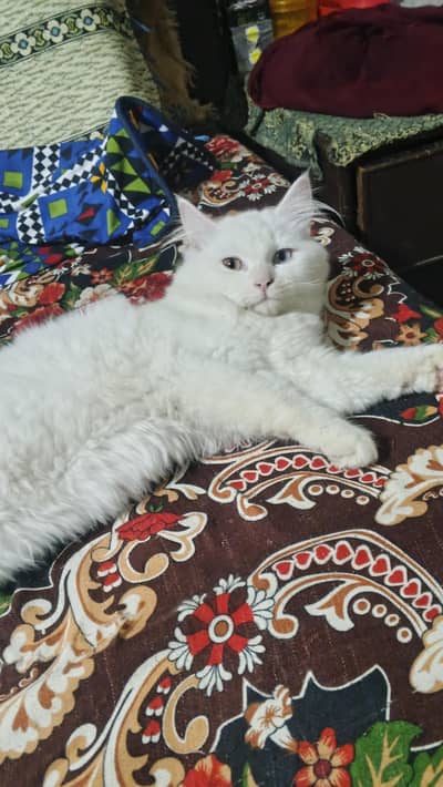 white persian cat available