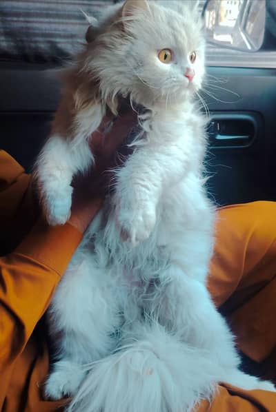 Beautiful extra furry good kitten urgent sale