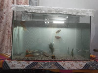 aquarium with 9 fish