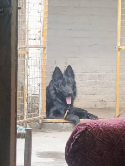 black garman long cote male out class breed