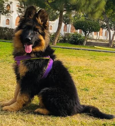 German shepherd dogs/ puppies long coat 03073909212to WhatsApp