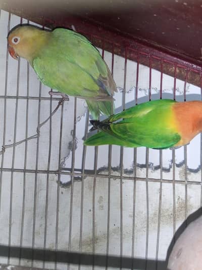 parblue palefellow young pieces . visual and splits available