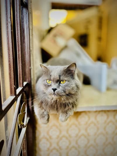 Male Persian cat blackish white color