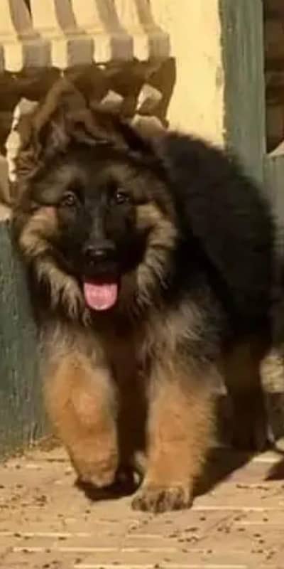 German shepherd dogs/ puppies long coat 03073909212to WhatsApp