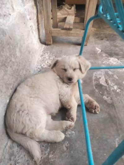 Puppy 3Months Old for sale