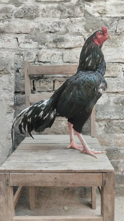 High Class Assel Lasani with (blue ring) high quality 03355805971