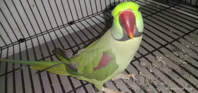 Kashmiri RAW pair ready for breed available for sale