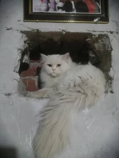 white cat male