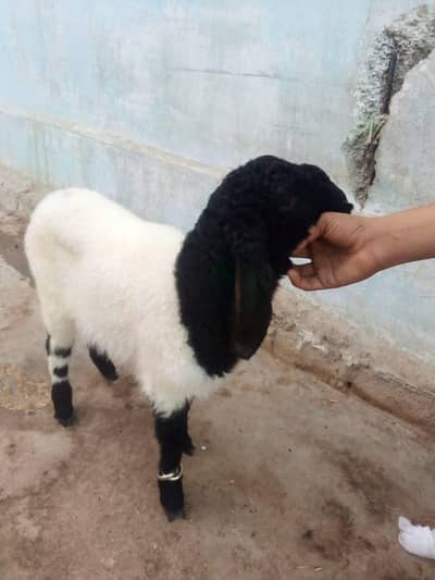 Dumba 3 months   add pura perh kr rabta krna