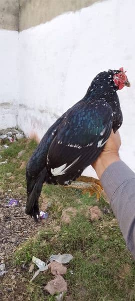 high quality bhengum aseel