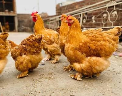 Fancy Chicks Golden and white heavy buff