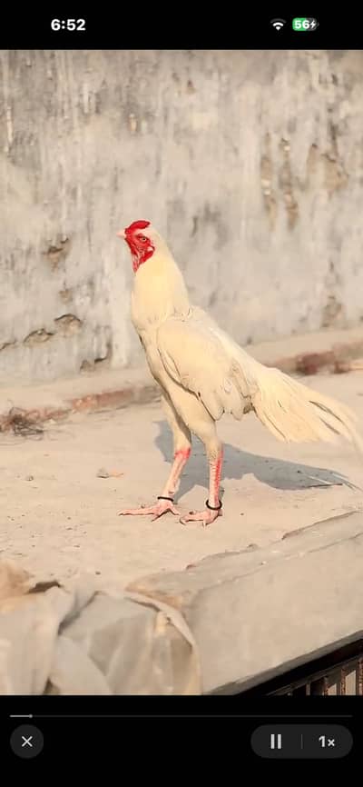 Heera bird mianwali blood