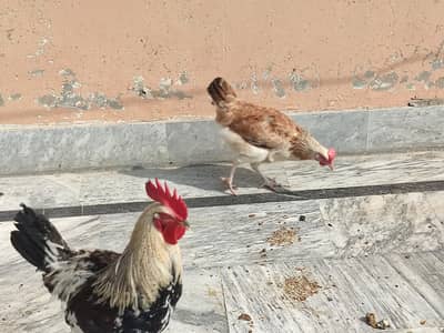 Very good hens small hen 1.5 months price 500 big hen 1 yearprice 1500