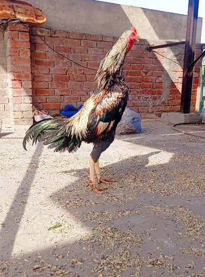 Java Sindhi long height Aseel