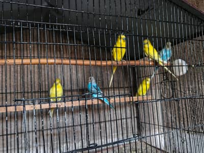 Under Size Breeder pairs