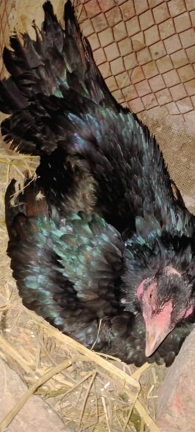 korake  aseel mix female