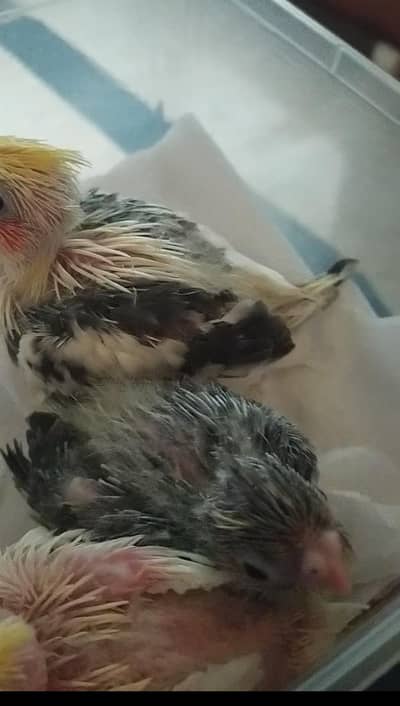 cocktail tamed chicks