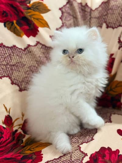 LONG COAT PURE PERSIAN WHITE KITTEN FOR SALE