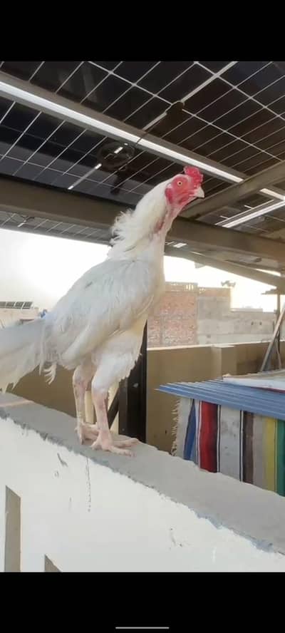 High Quality Aseel Available