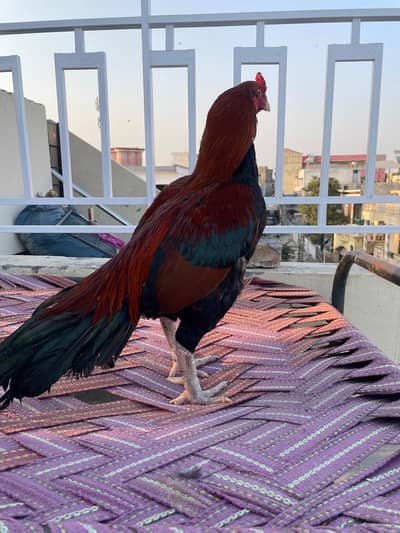 High Quality Aseel Available