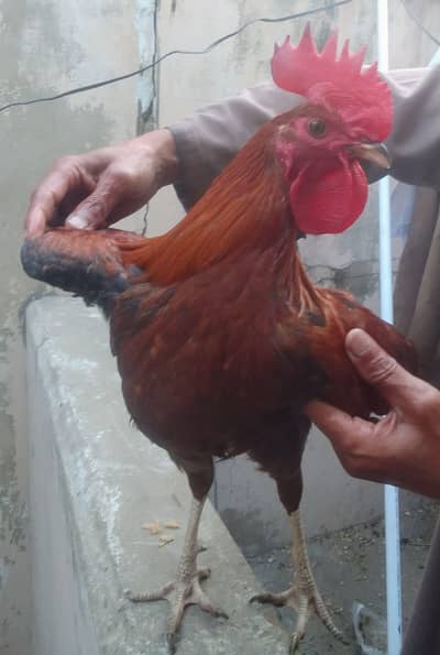 Desi murga and Misri murgi pair