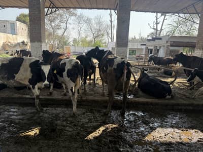 Dairy faram far sale har age ki cows for sale Han