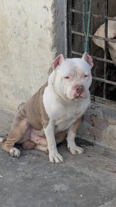 American bully pedigree microchipped male