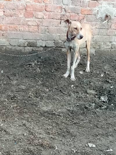 bully gultair dog for sale