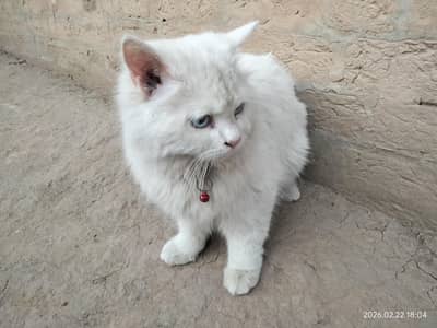 Cute Percian Blue Eyes Long Coated Litter Trained Female Cat