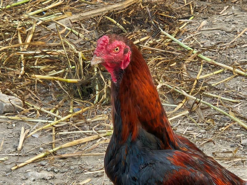 Home Bread 03004627655 0