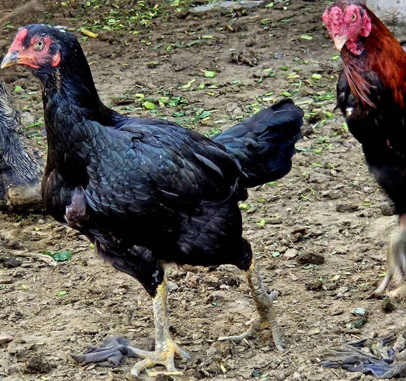 Home Bread 03004627655 2