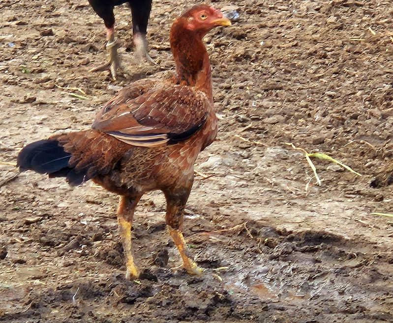 Home Bread 03004627655 3