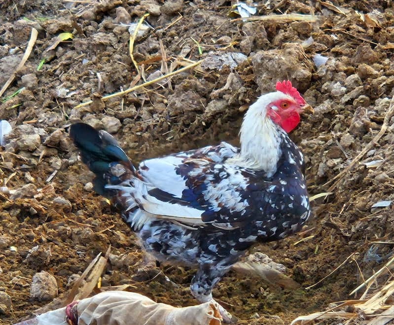 Home Bread 03004627655 4