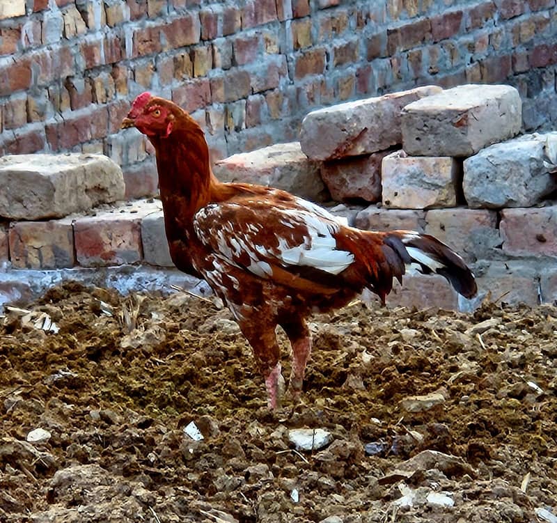 Home Bread 03004627655 6