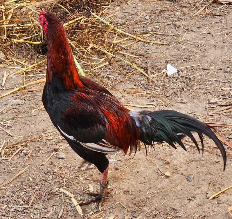 Home Bread 03004627655 7