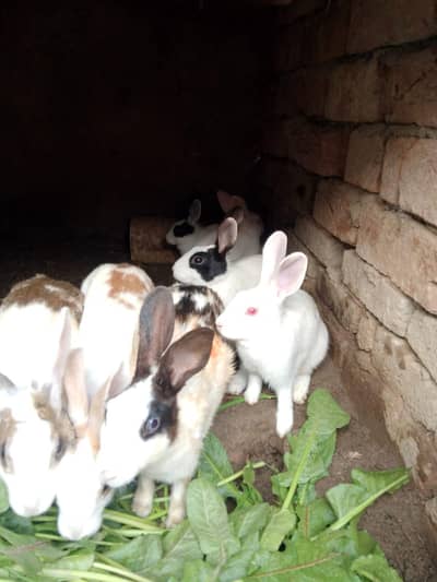 8 Rabits Male and Female