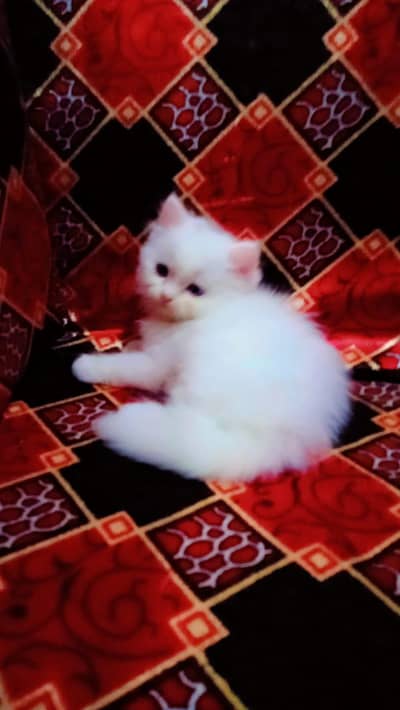 persian kittens for sale My WhatsApp Number 0331*7012*635