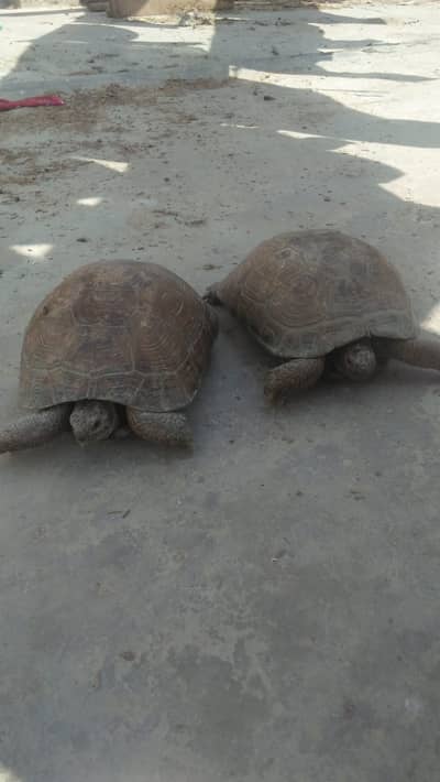 Beautiful sand turtles couple