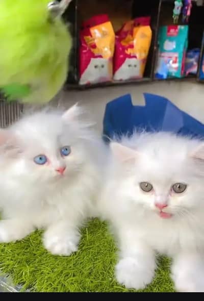Persian cat for sale my WhatsApp number  0325-69-53-977